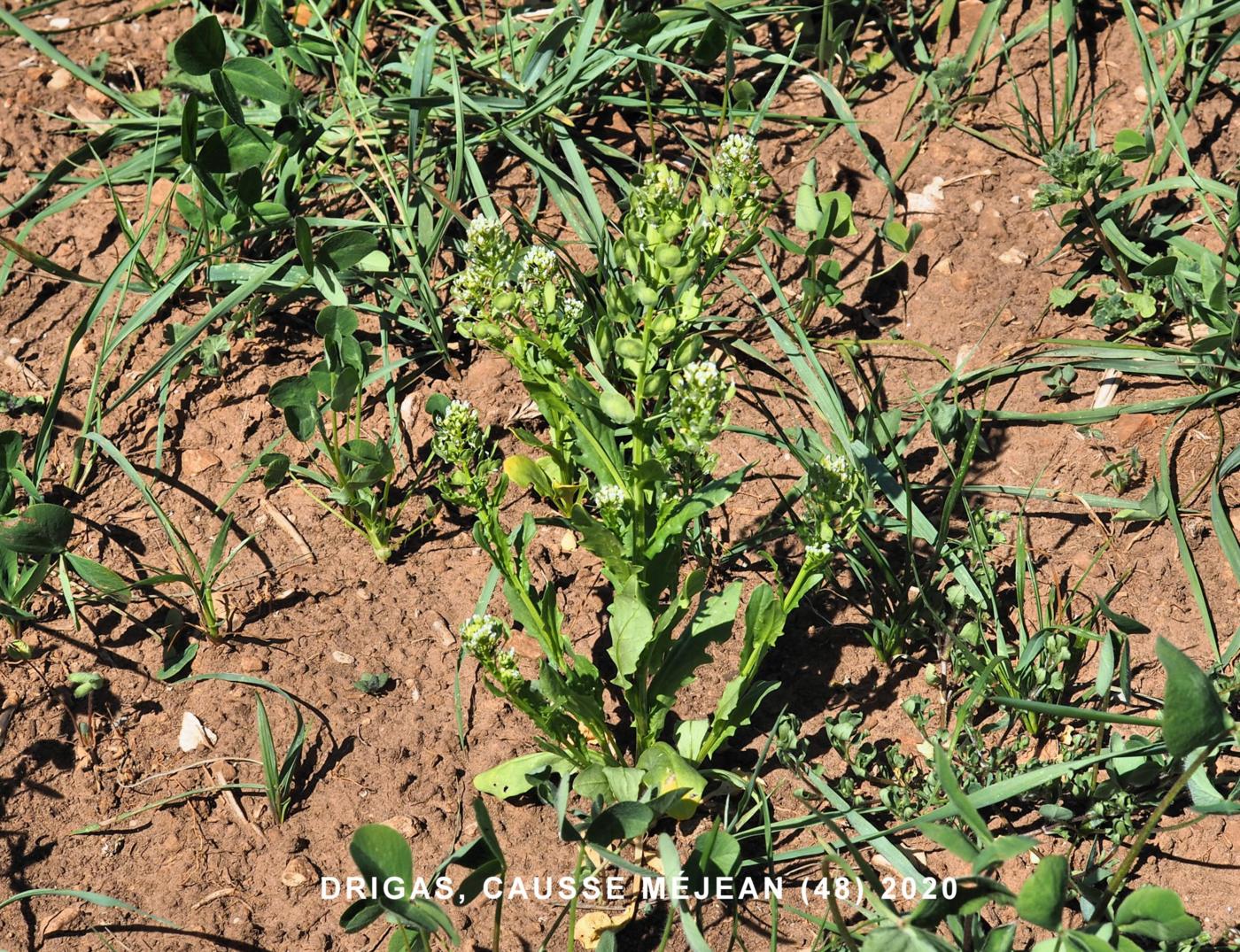 Pennycress plant